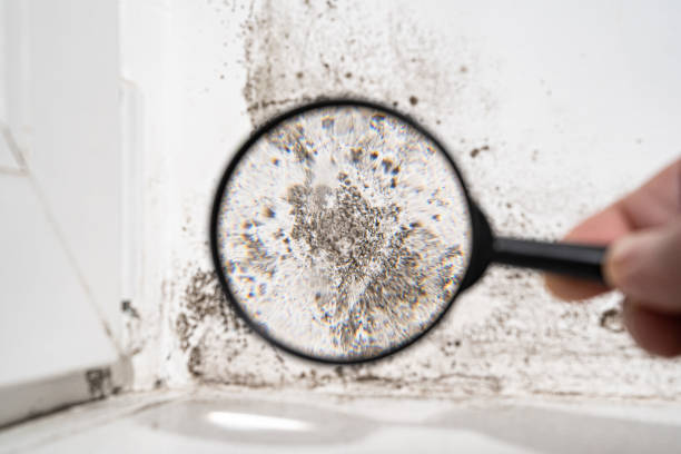 Mold Odor Removal Services